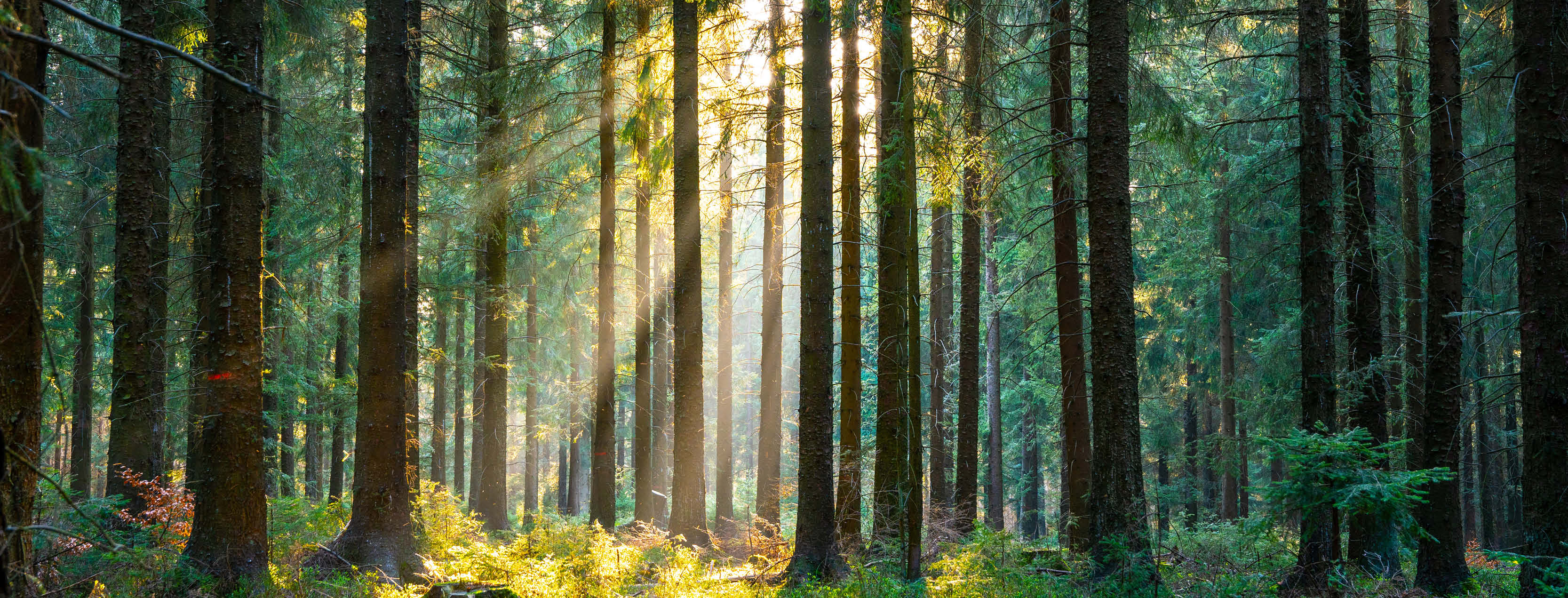 Trees with sunlight shining through